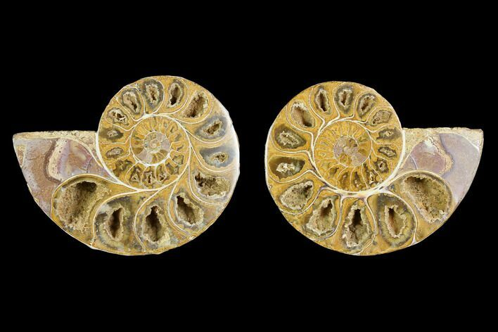 3.2" Cut & Polished Agatized Ammonite Fossil - Jurassic